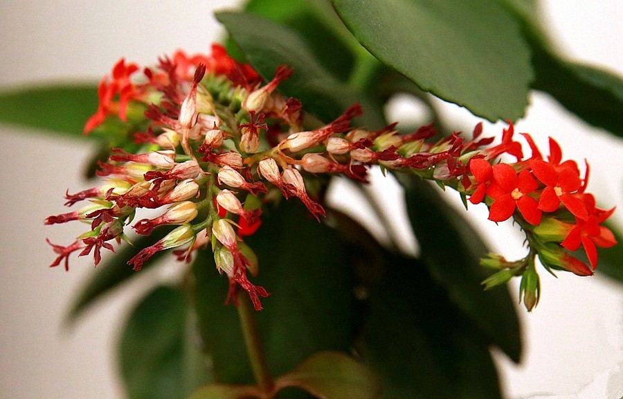 【不老松：纪实摄影】长寿花 (2)