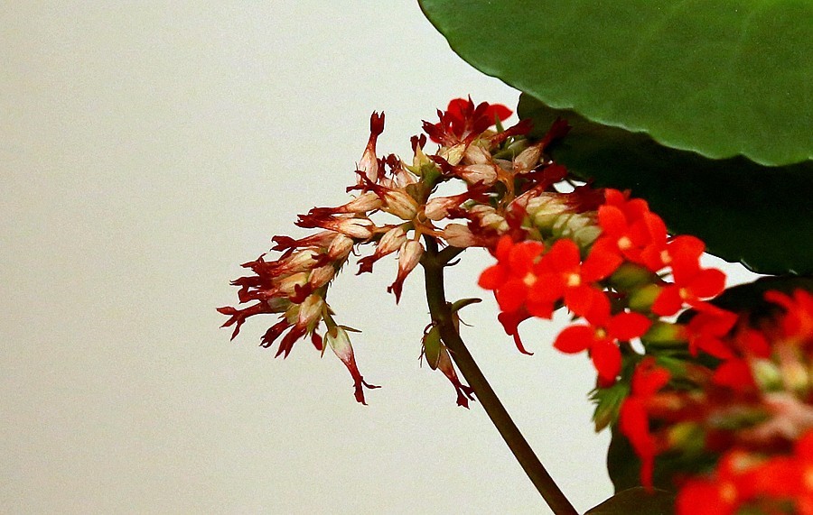 【不老松：纪实摄影】长寿花 (2)