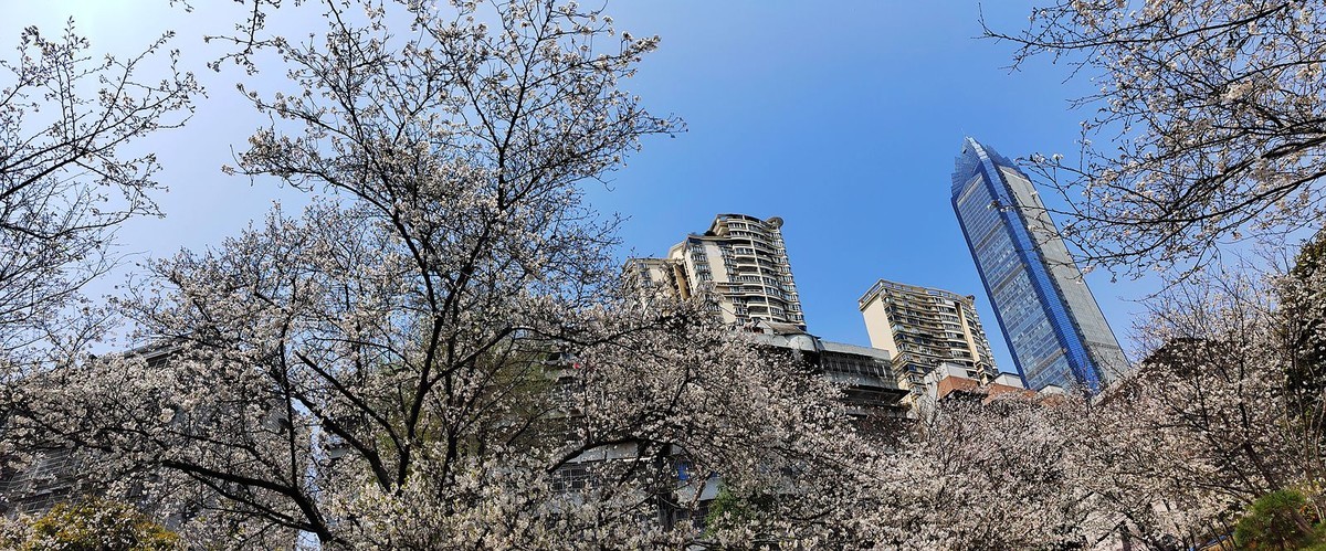 马鞍池公园樱花(2)