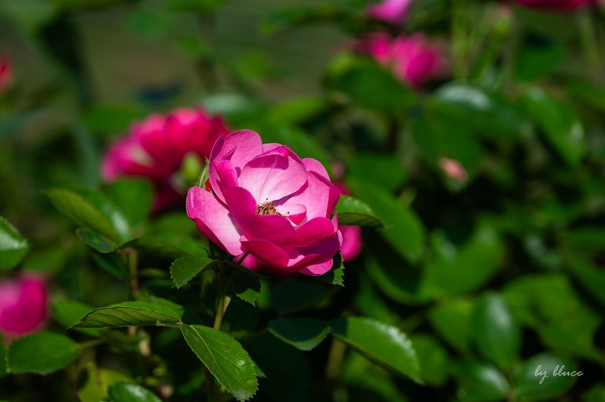 游齐云山（二）