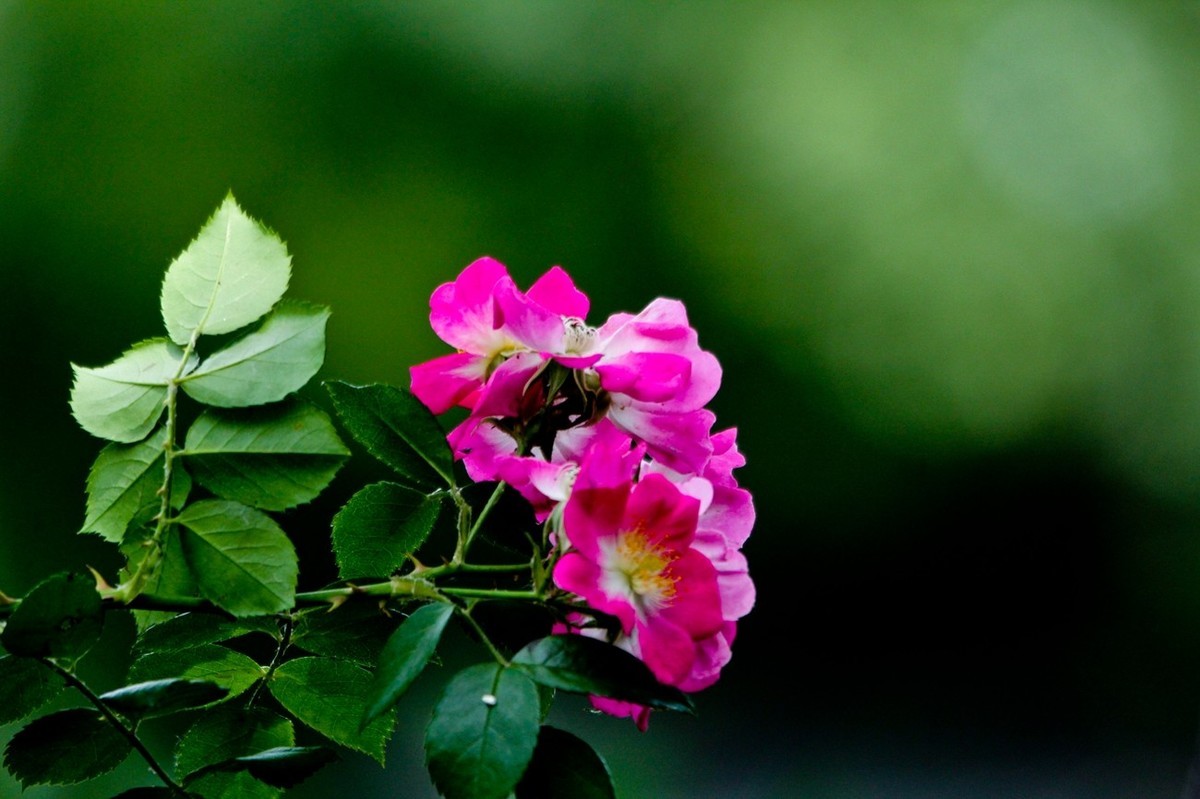 杂拍——明湖初夏