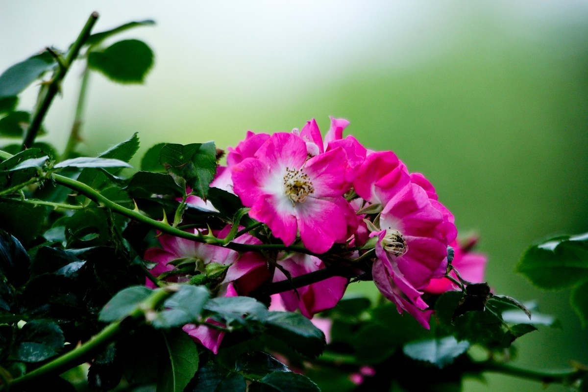 杂拍——明湖初夏