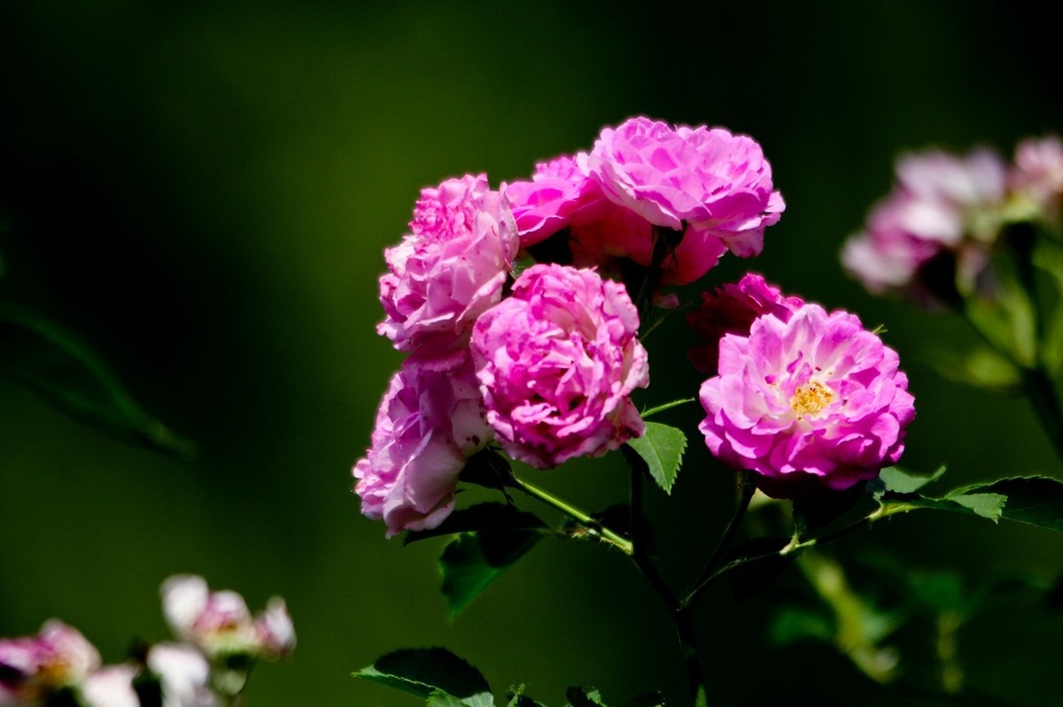 杂拍——明湖初夏