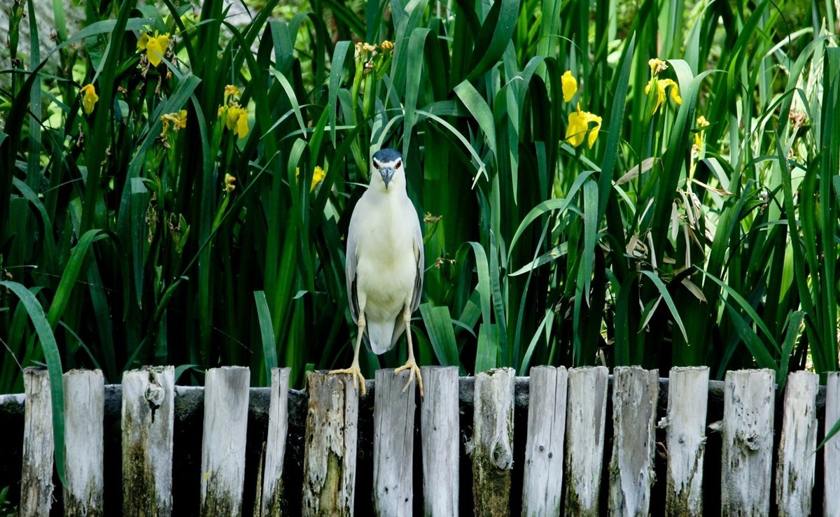 杂拍——明湖初夏