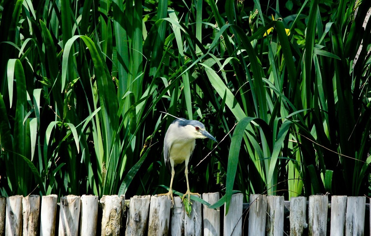 杂拍——明湖初夏