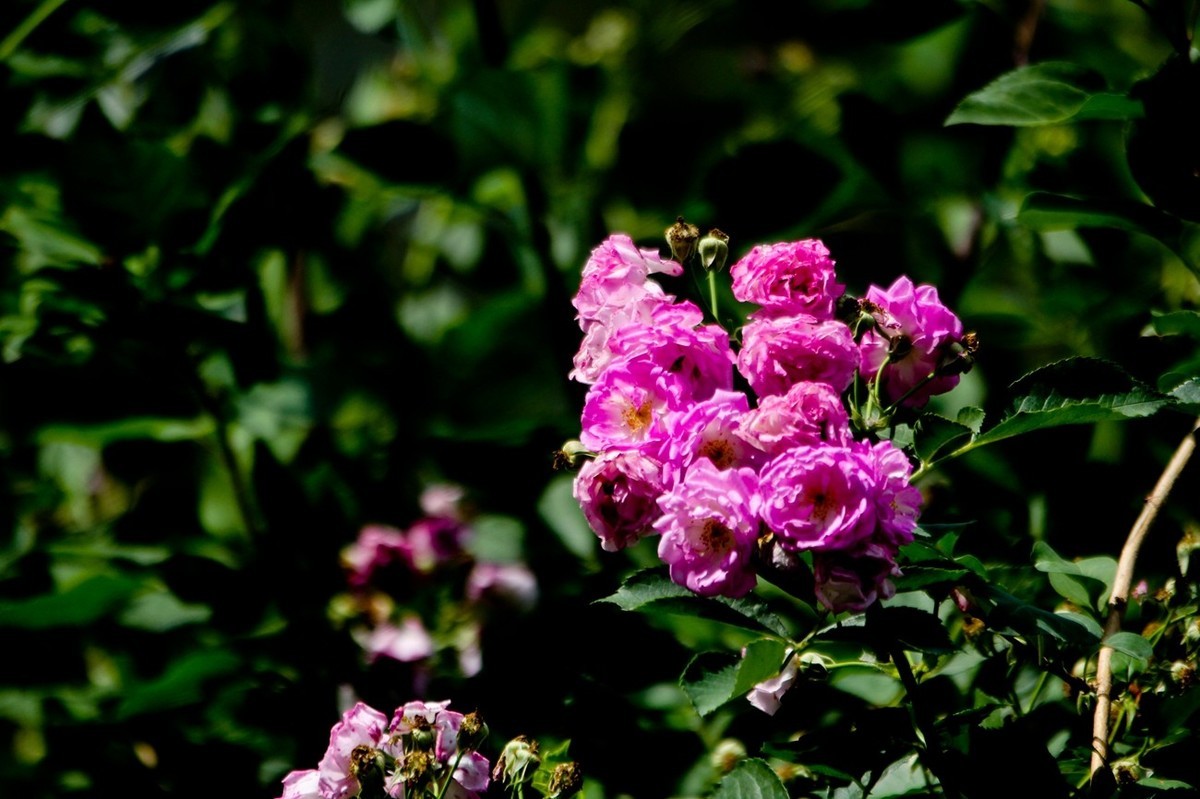 杂拍——明湖初夏