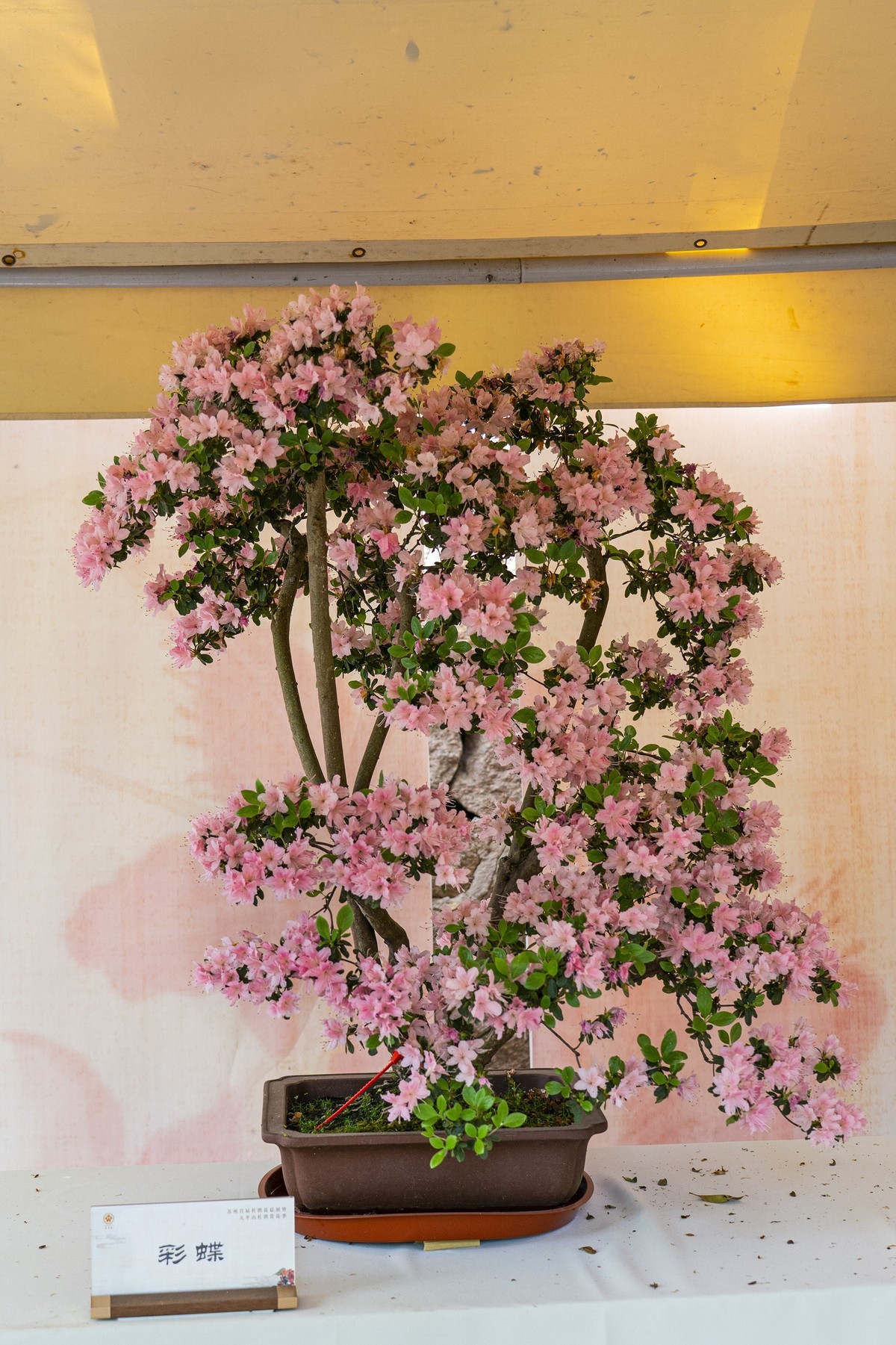 天平山首届杜鹃花展（盆栽）