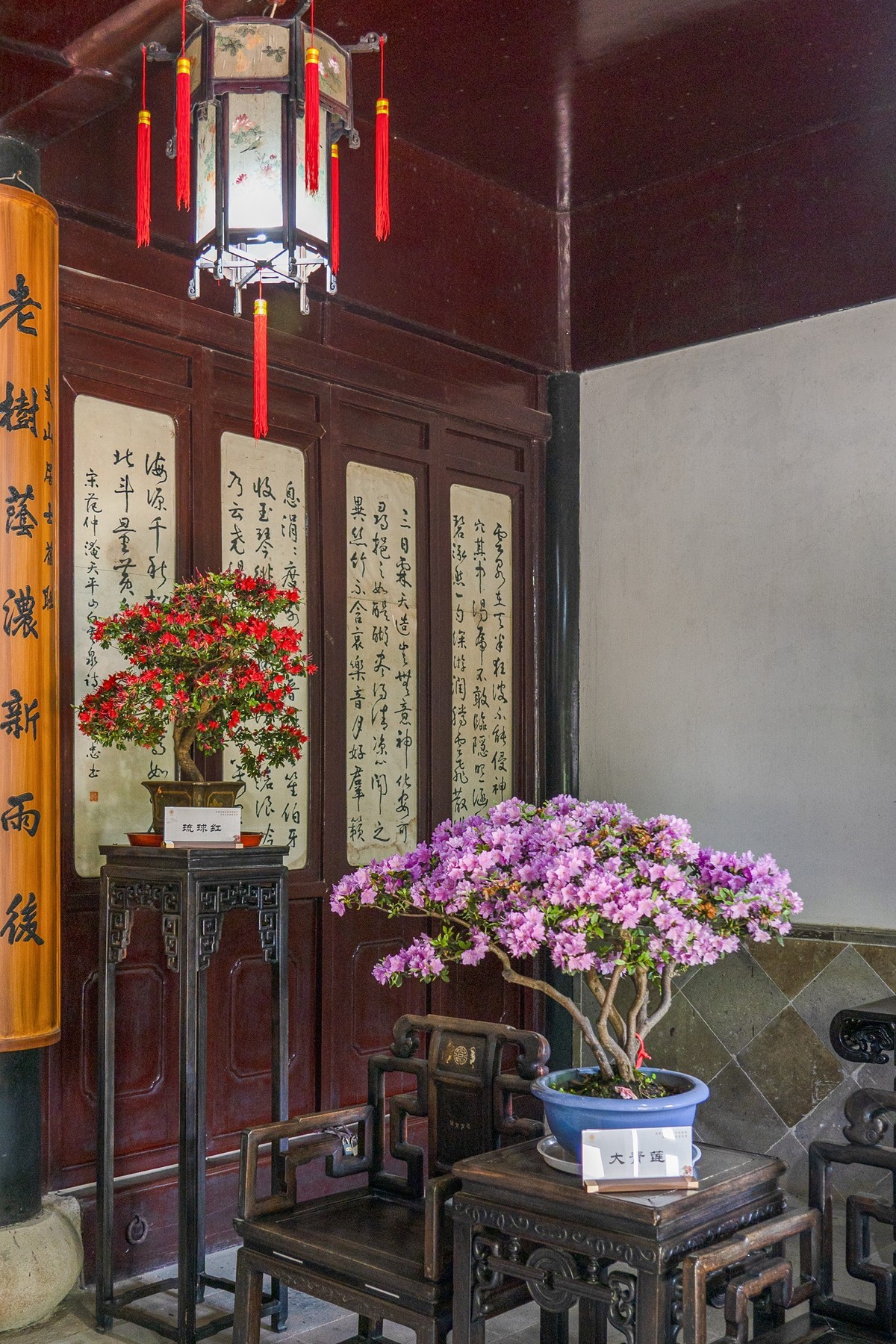 天平山首届杜鹃花展（盆栽）