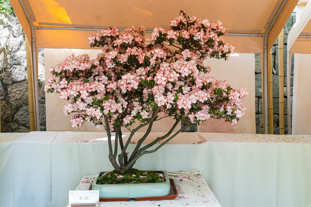 天平山首届杜鹃花展（盆栽）