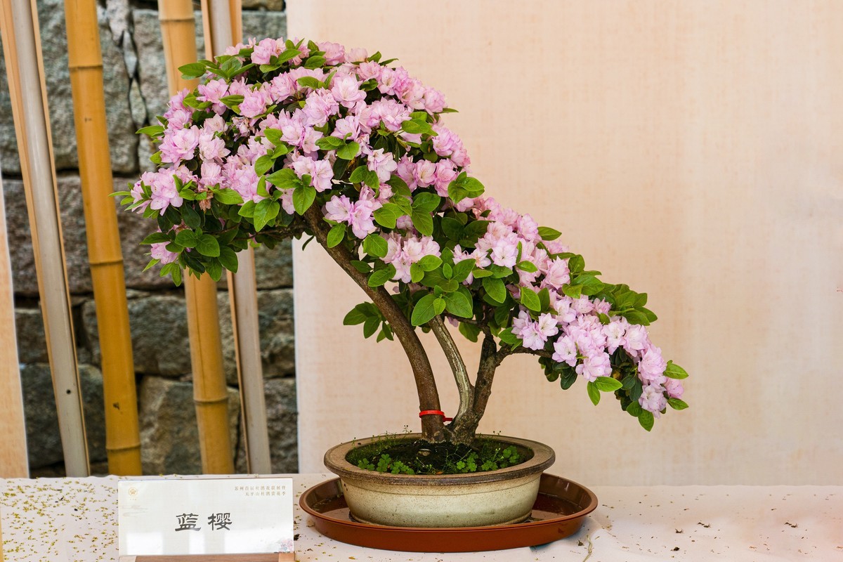 天平山首届杜鹃花展（盆栽）