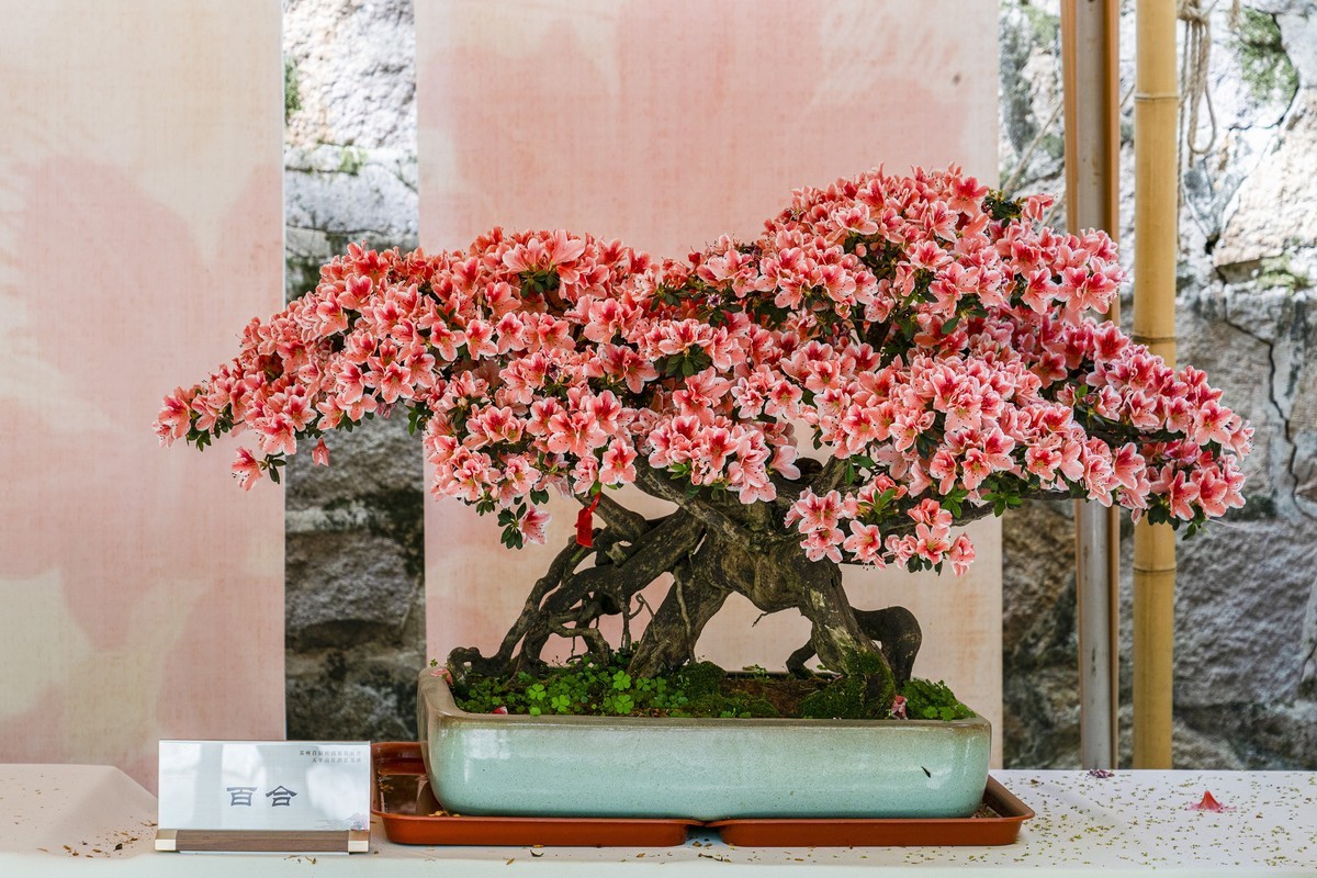 天平山首届杜鹃花展（盆栽）
