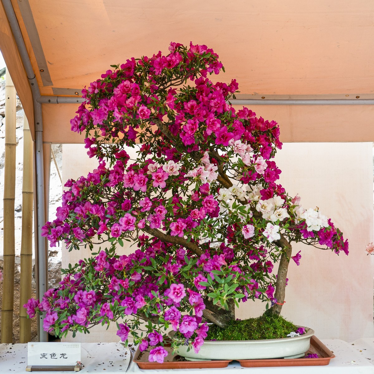 天平山首届杜鹃花展（盆栽）