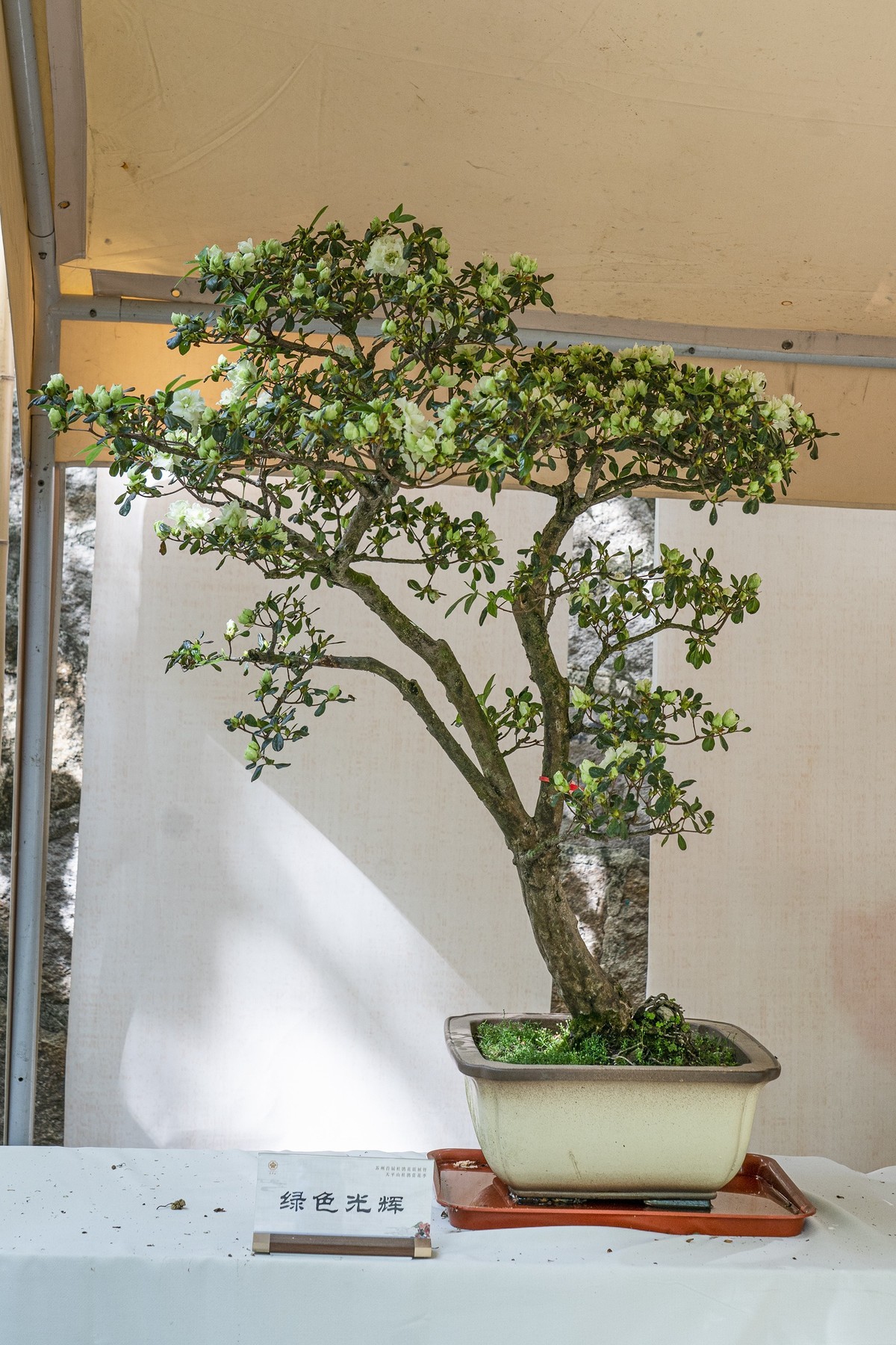 天平山首届杜鹃花展（盆栽）