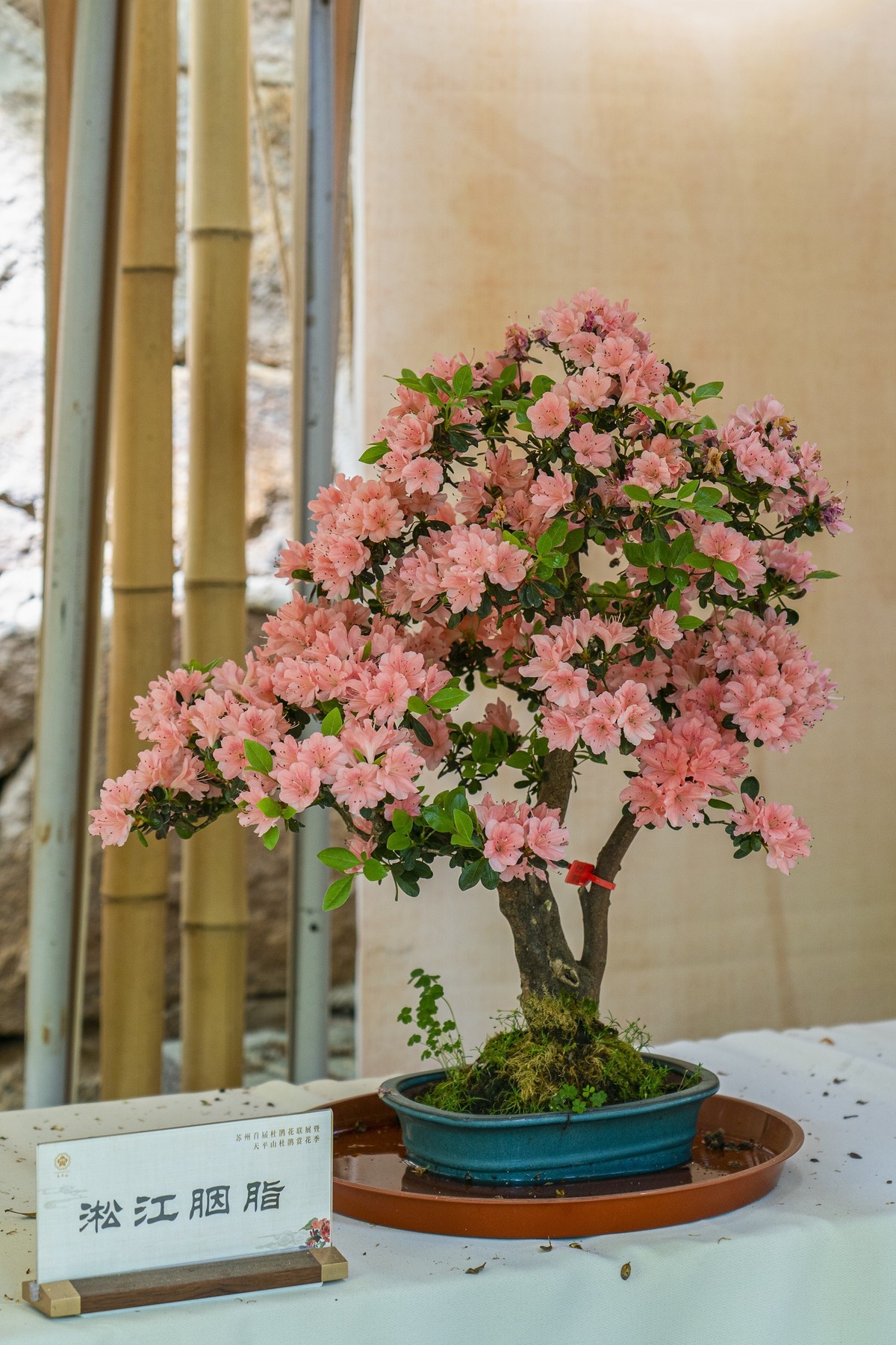 天平山首届杜鹃花展（盆栽）