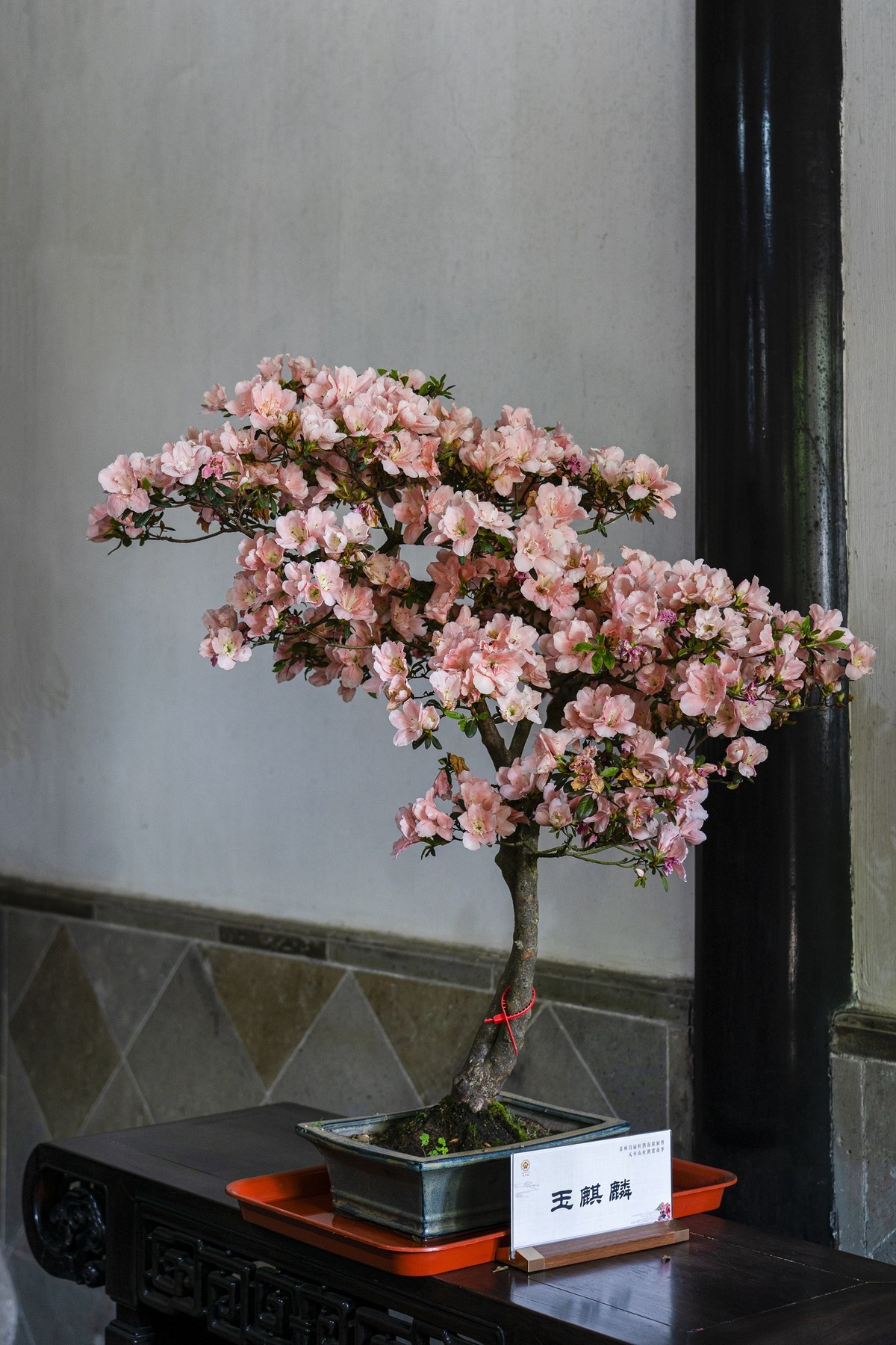 天平山首届杜鹃花展（盆栽）