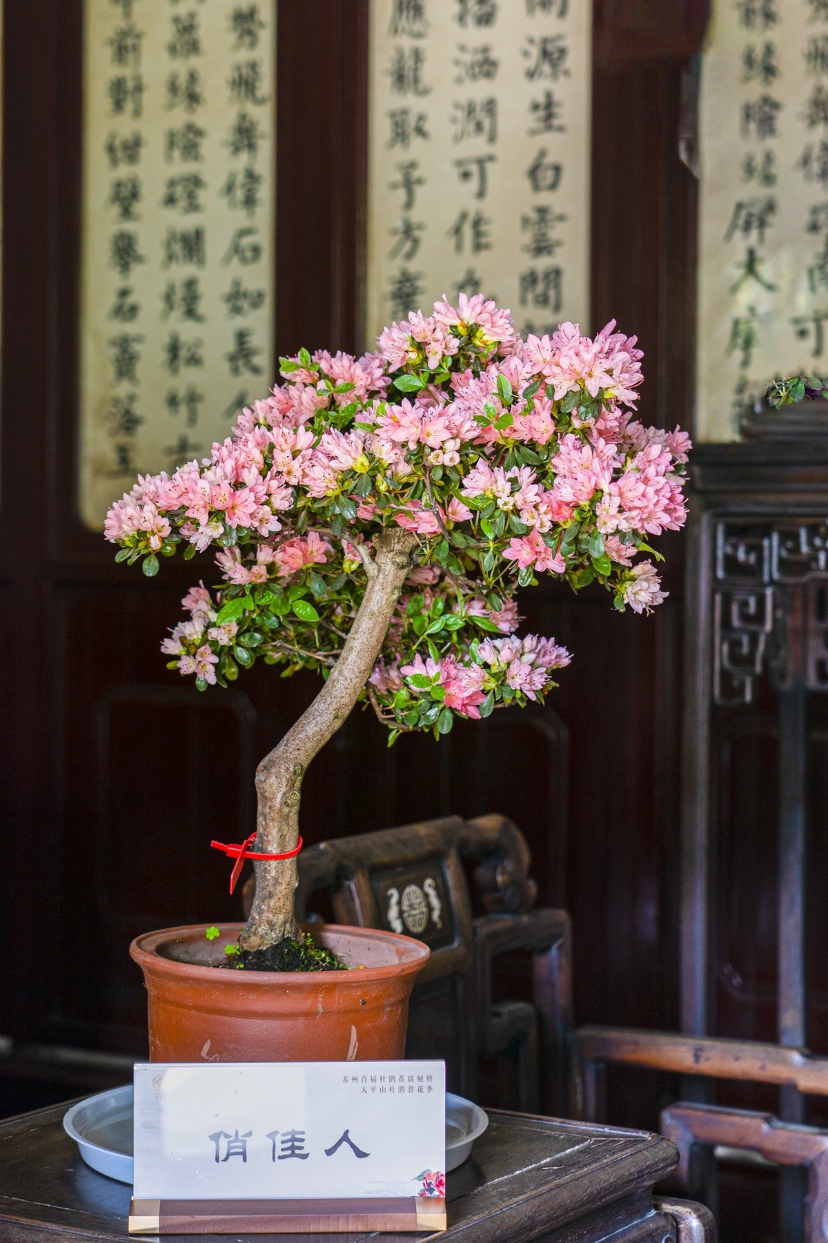 天平山首届杜鹃花展（盆栽）