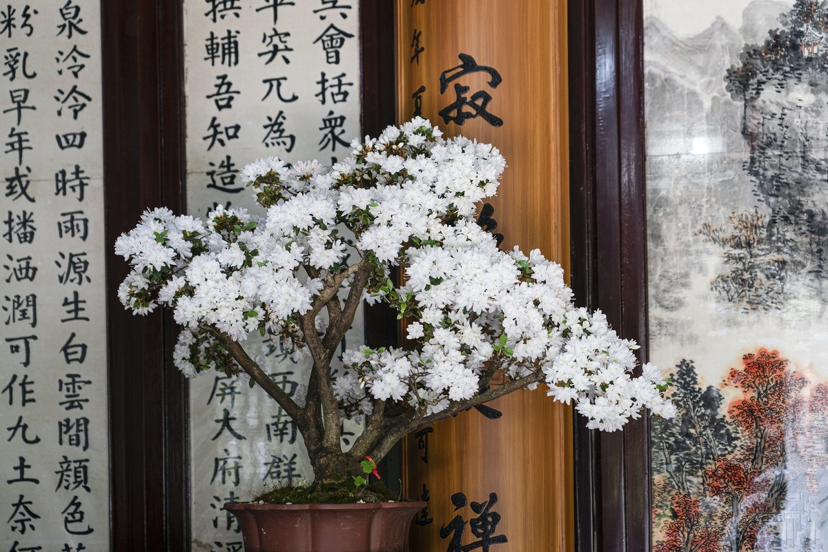 天平山首届杜鹃花展（盆栽）