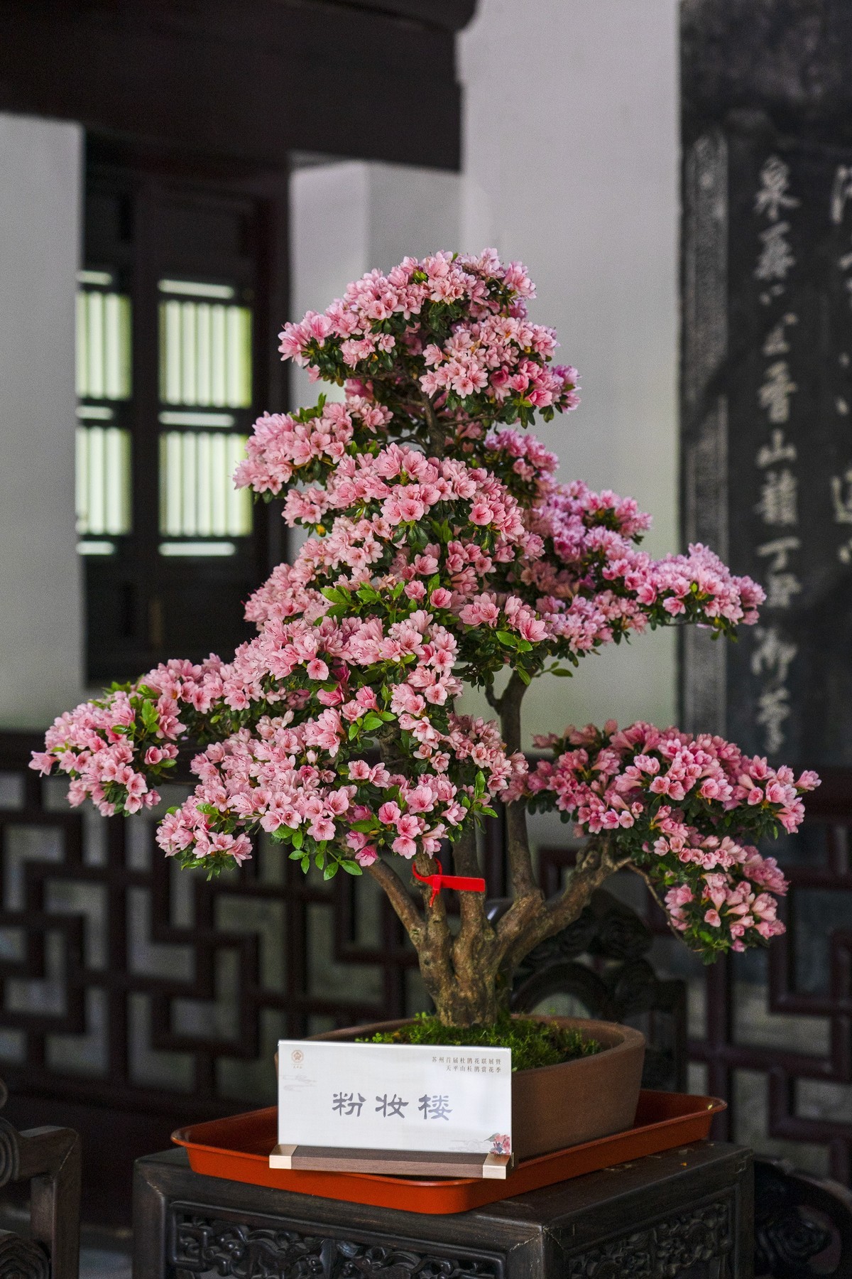 天平山首届杜鹃花展（盆栽）