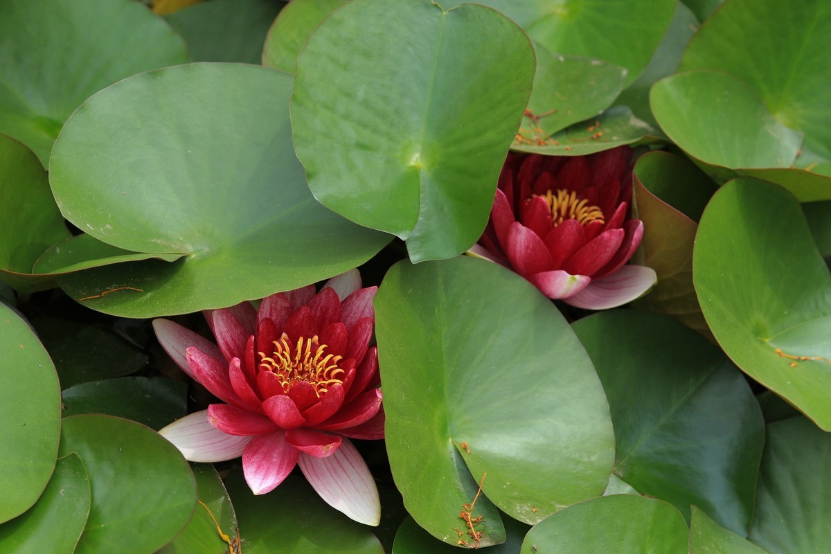 拍摄花卉一（615）