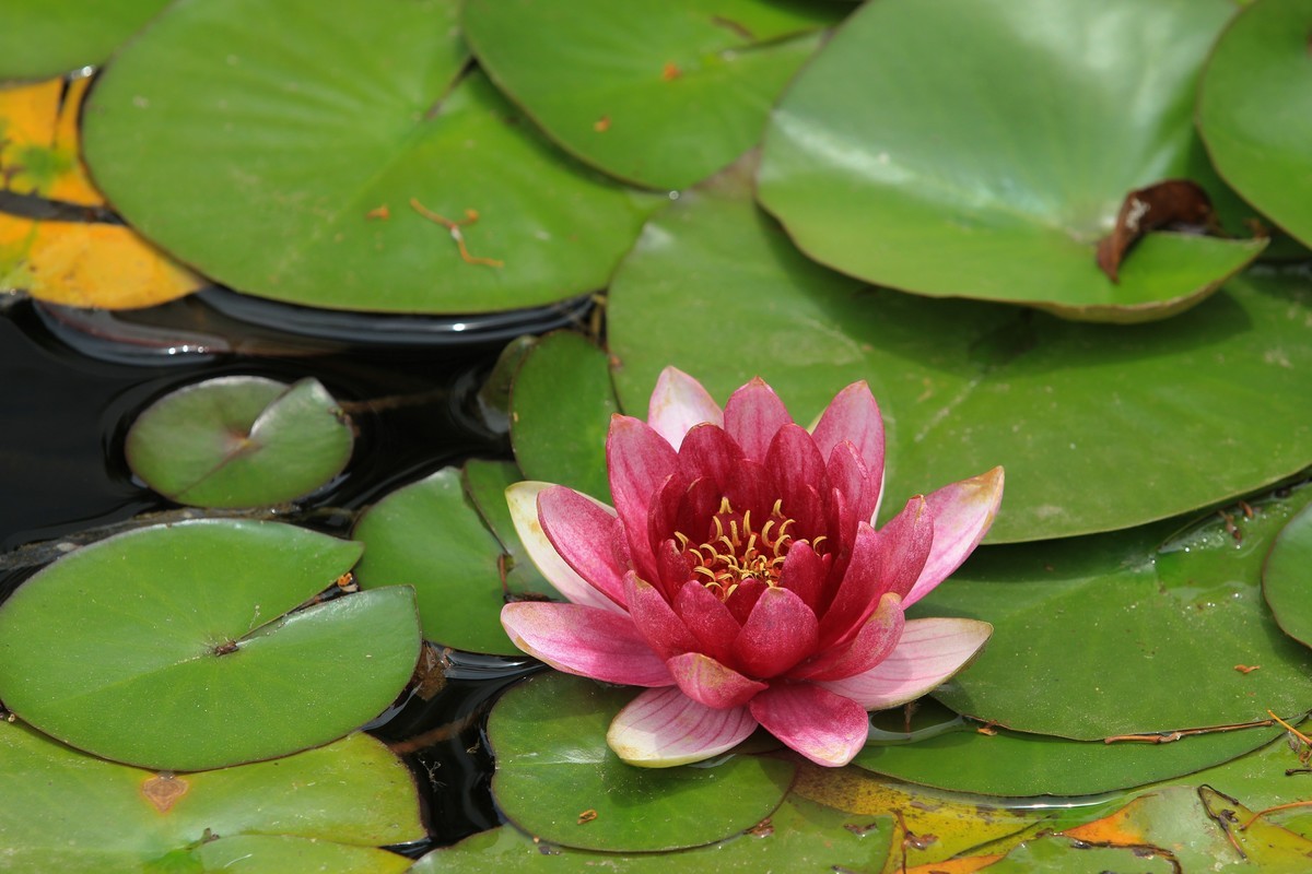 拍摄花卉一（615）