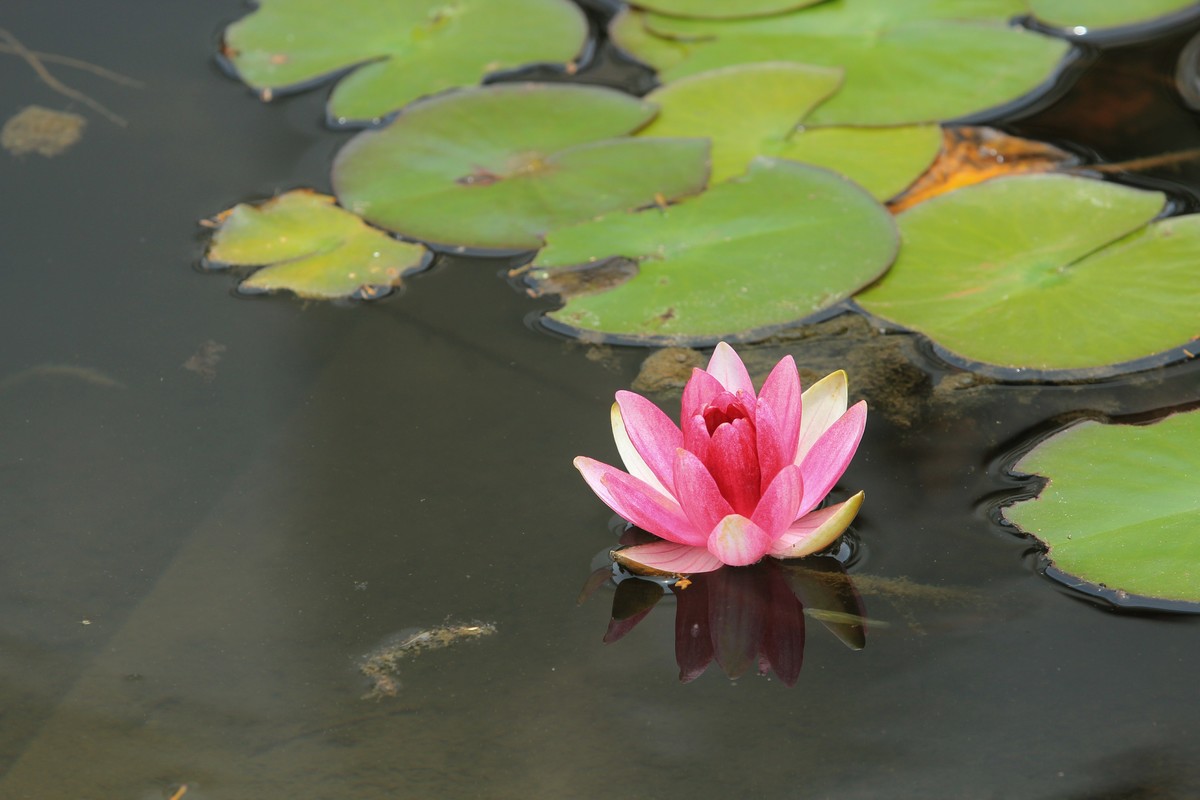 拍摄花卉一（615）