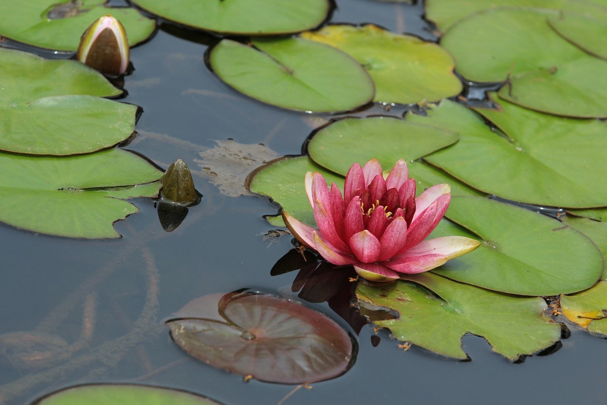 拍摄花卉一（615）