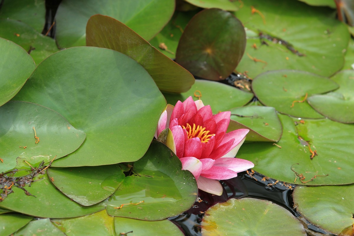 拍摄花卉一（615）