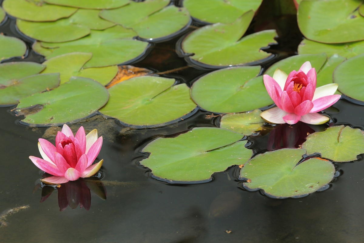 拍摄花卉一（615）