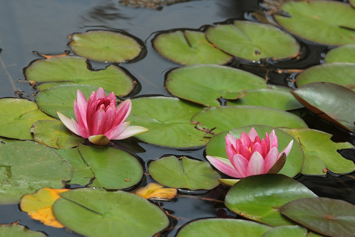 拍摄花卉一（615）