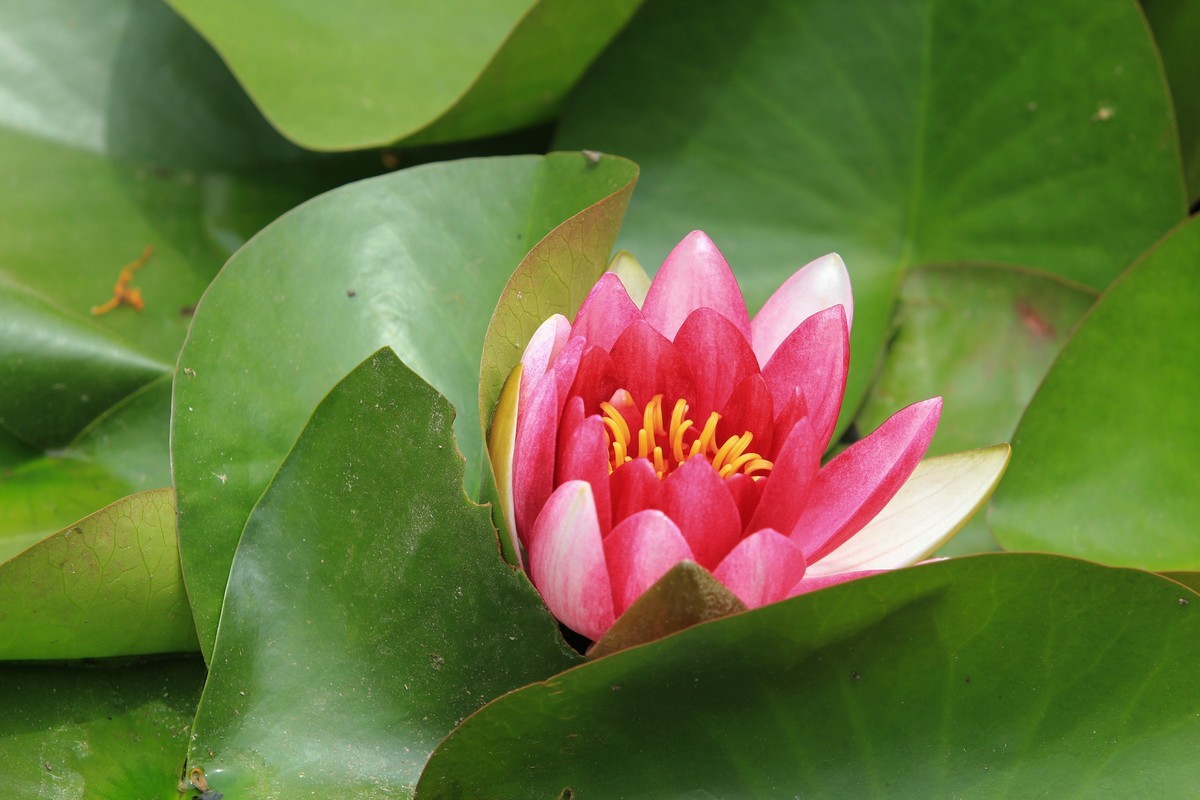 拍摄花卉一（615）