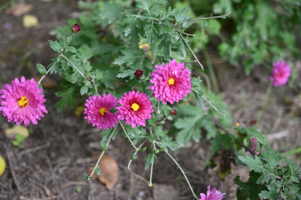 小菊花