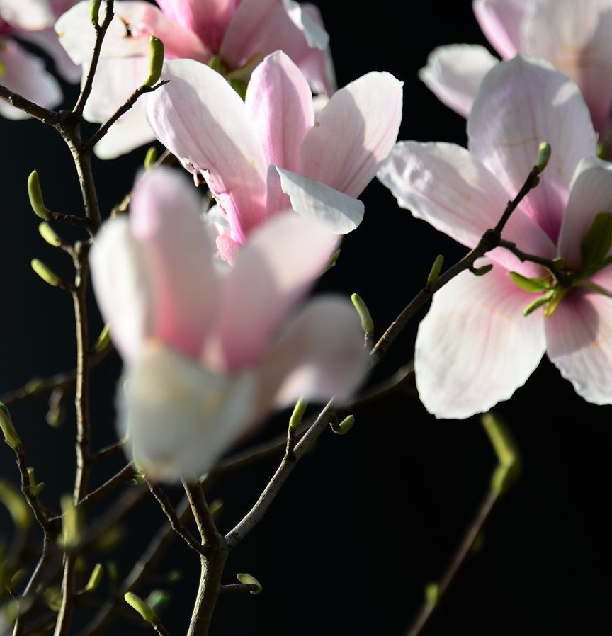 花卉系列【3222】