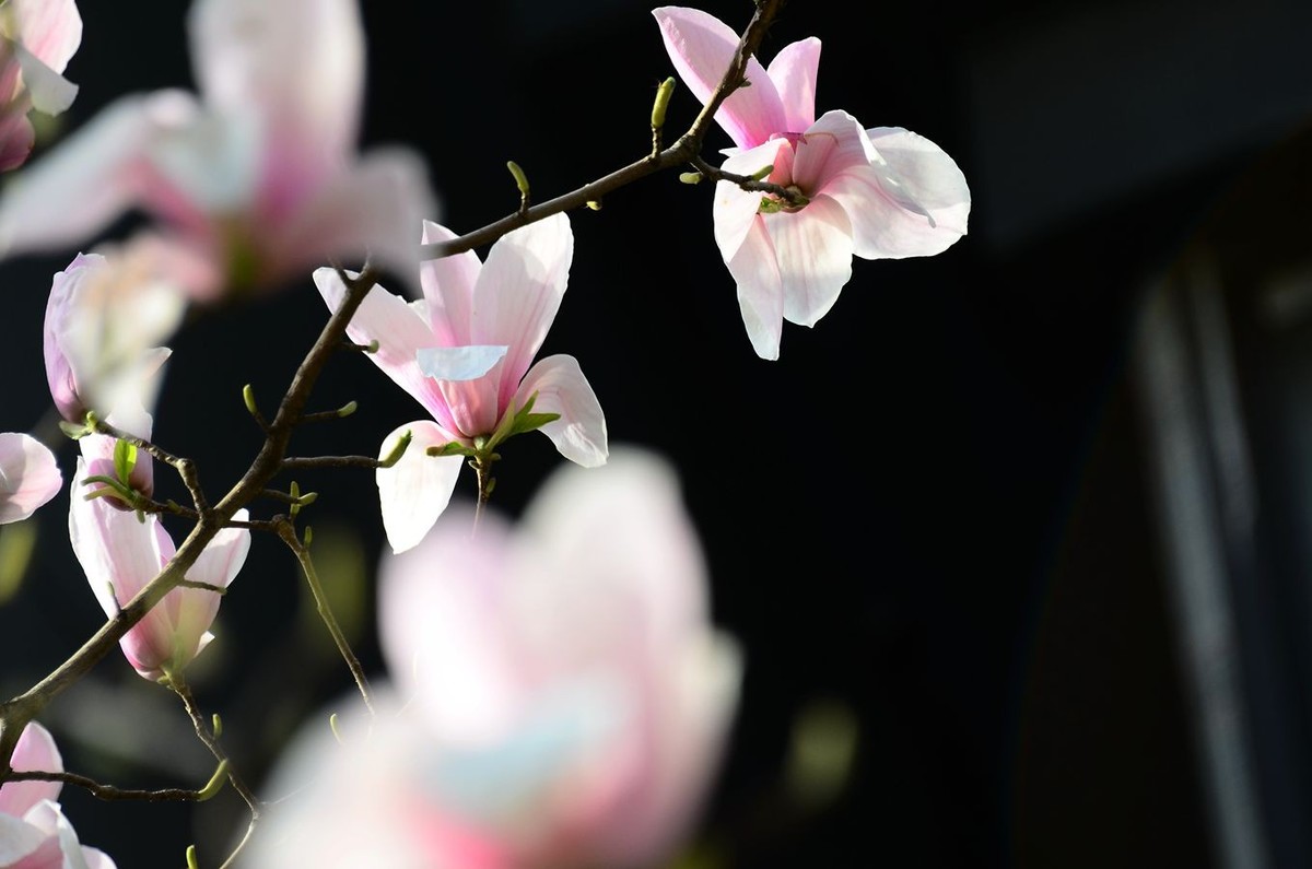 花卉系列【3222】