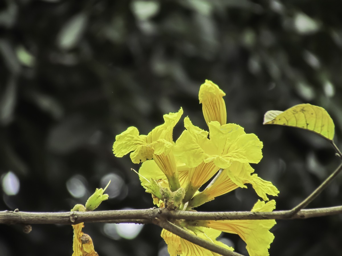黄花风铃木