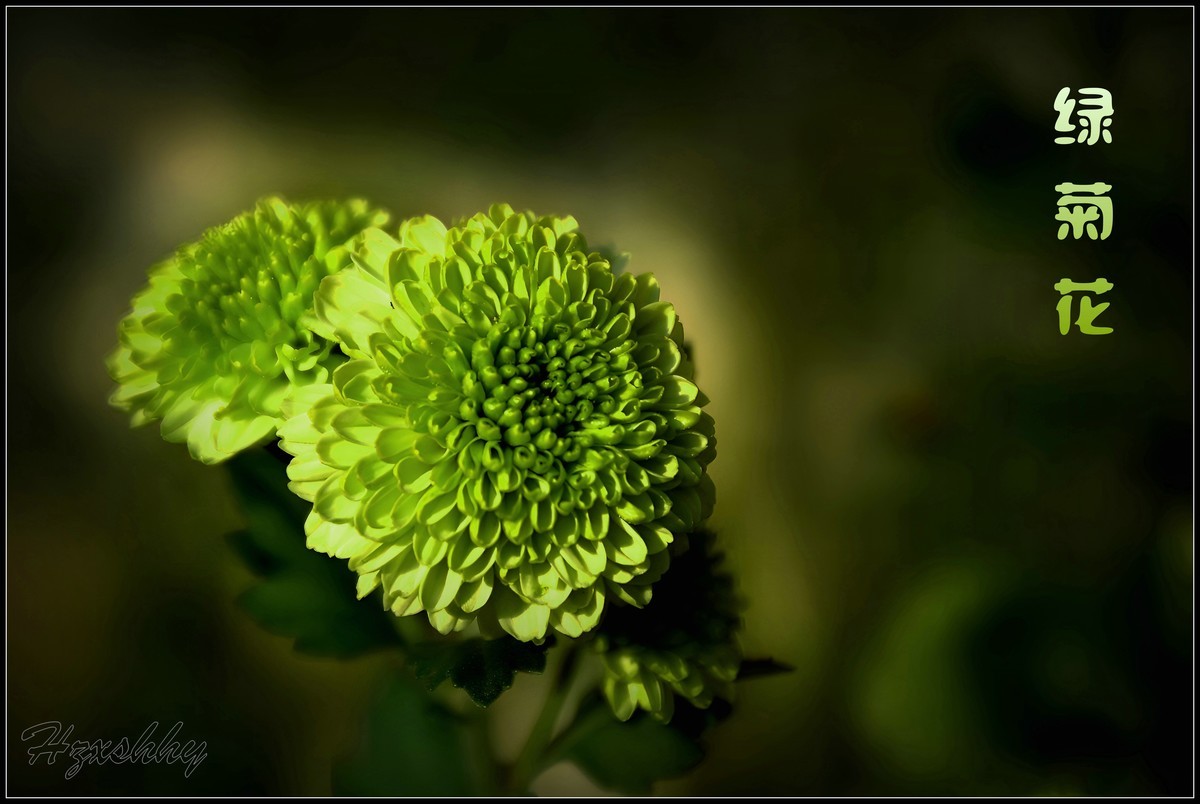 罕见的绿菊（2025005）