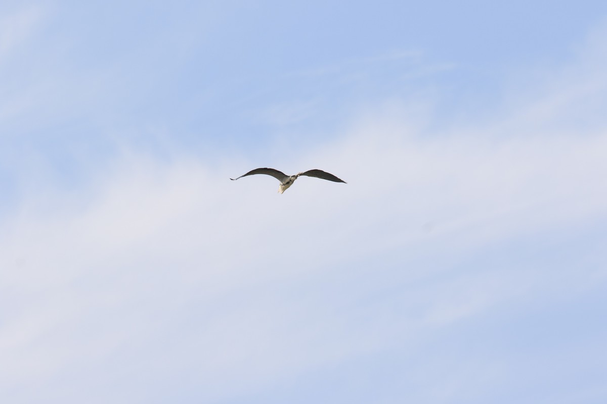 这个镜头的确不错