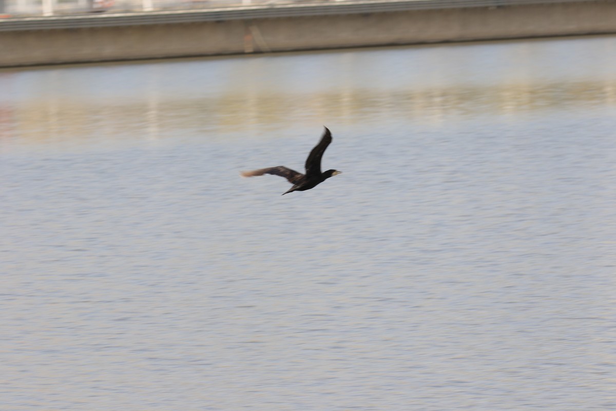 这个镜头的确不错