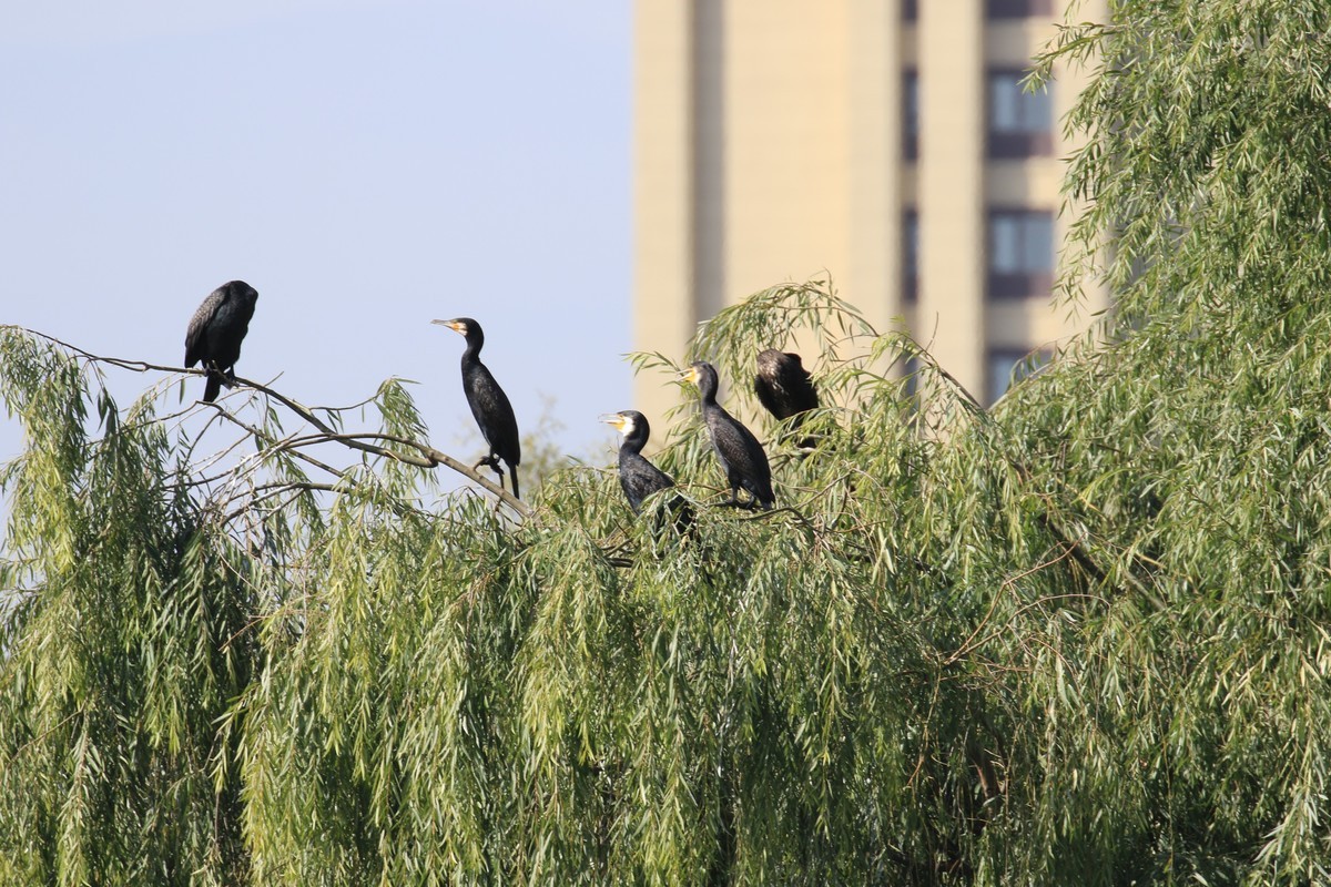 这个镜头的确不错