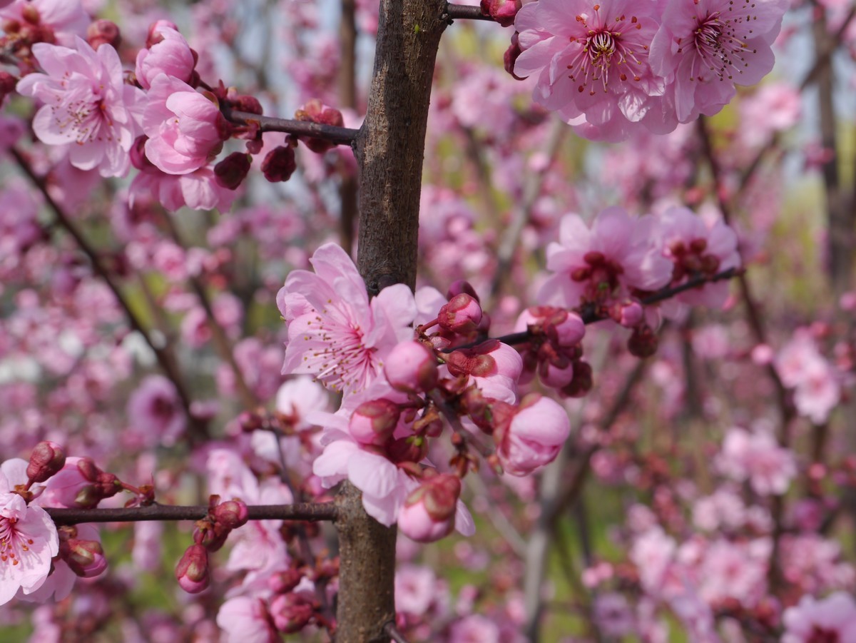 江南行之扬州篇--瘦西湖赏花（2）