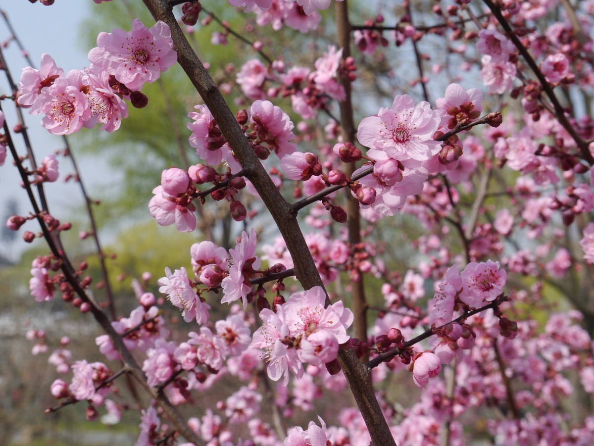 江南行之扬州篇--瘦西湖赏花（2）