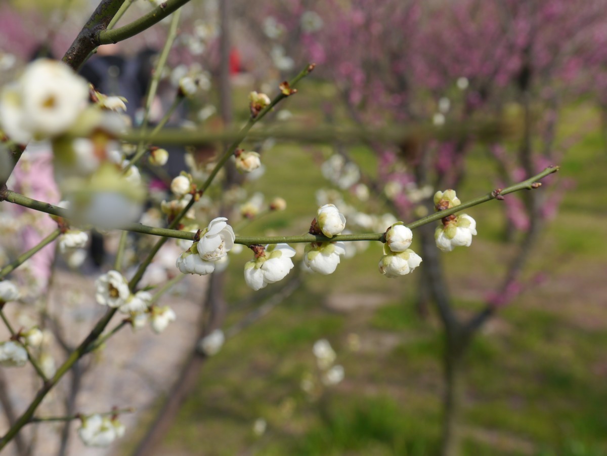 江南行之扬州篇--瘦西湖赏花（2）