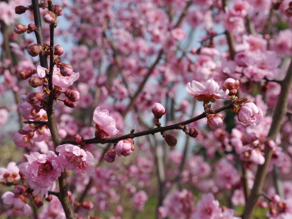 江南行之扬州篇--瘦西湖赏花（2）