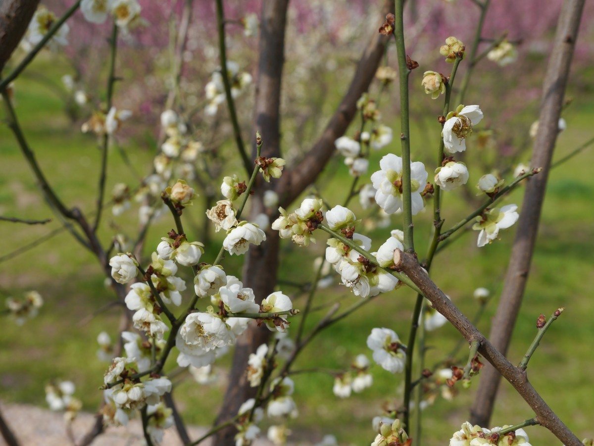 江南行之扬州篇--瘦西湖赏花（2）
