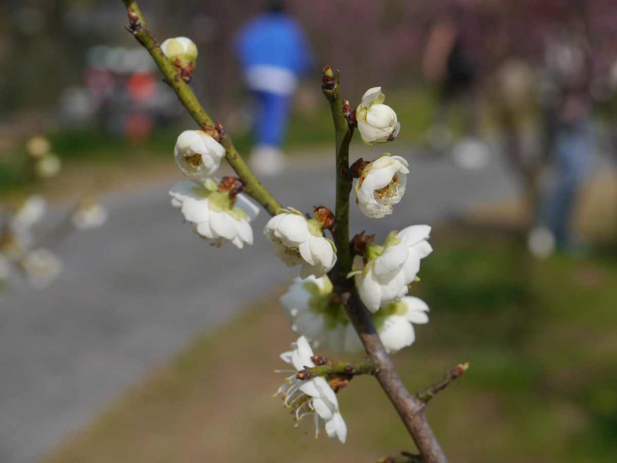江南行之扬州篇--瘦西湖赏花（2）