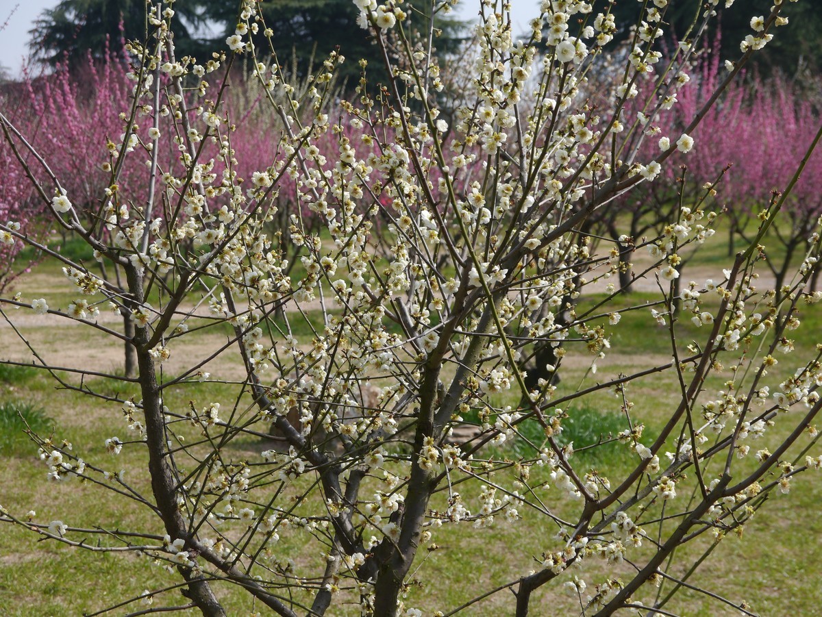 江南行之扬州篇--瘦西湖赏花（2）