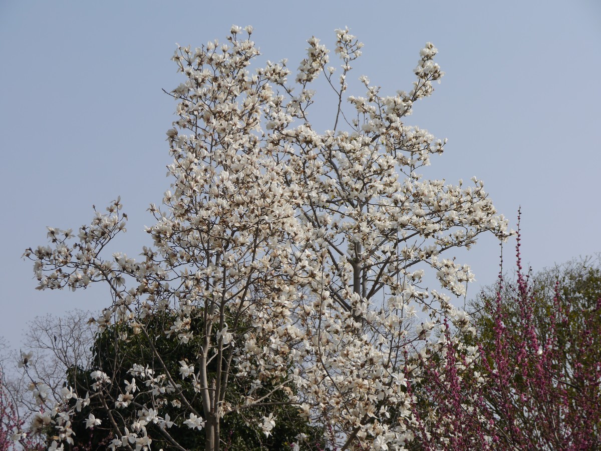 江南行之扬州篇--瘦西湖赏花（1）