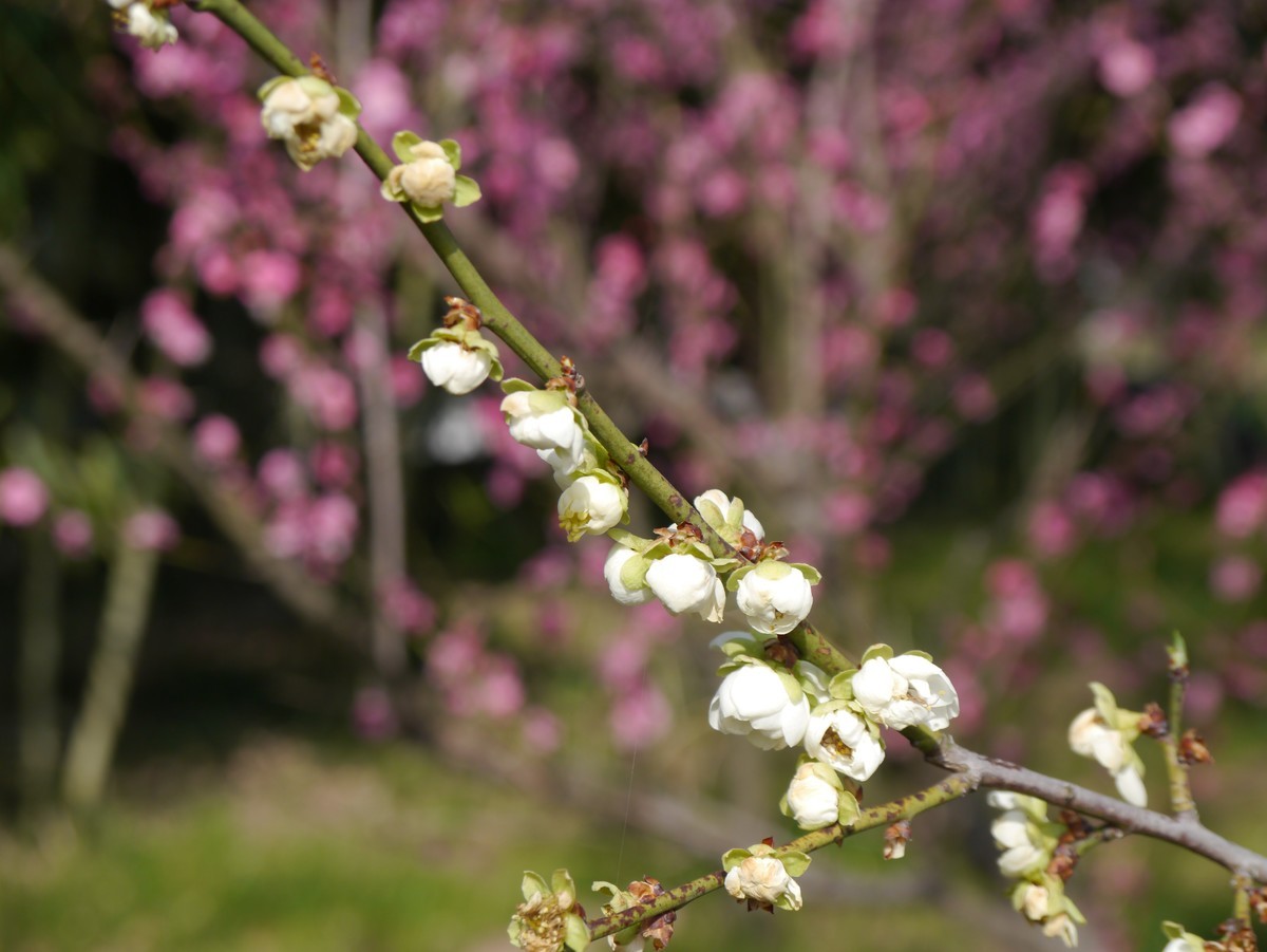 江南行之扬州篇--瘦西湖赏花（1）