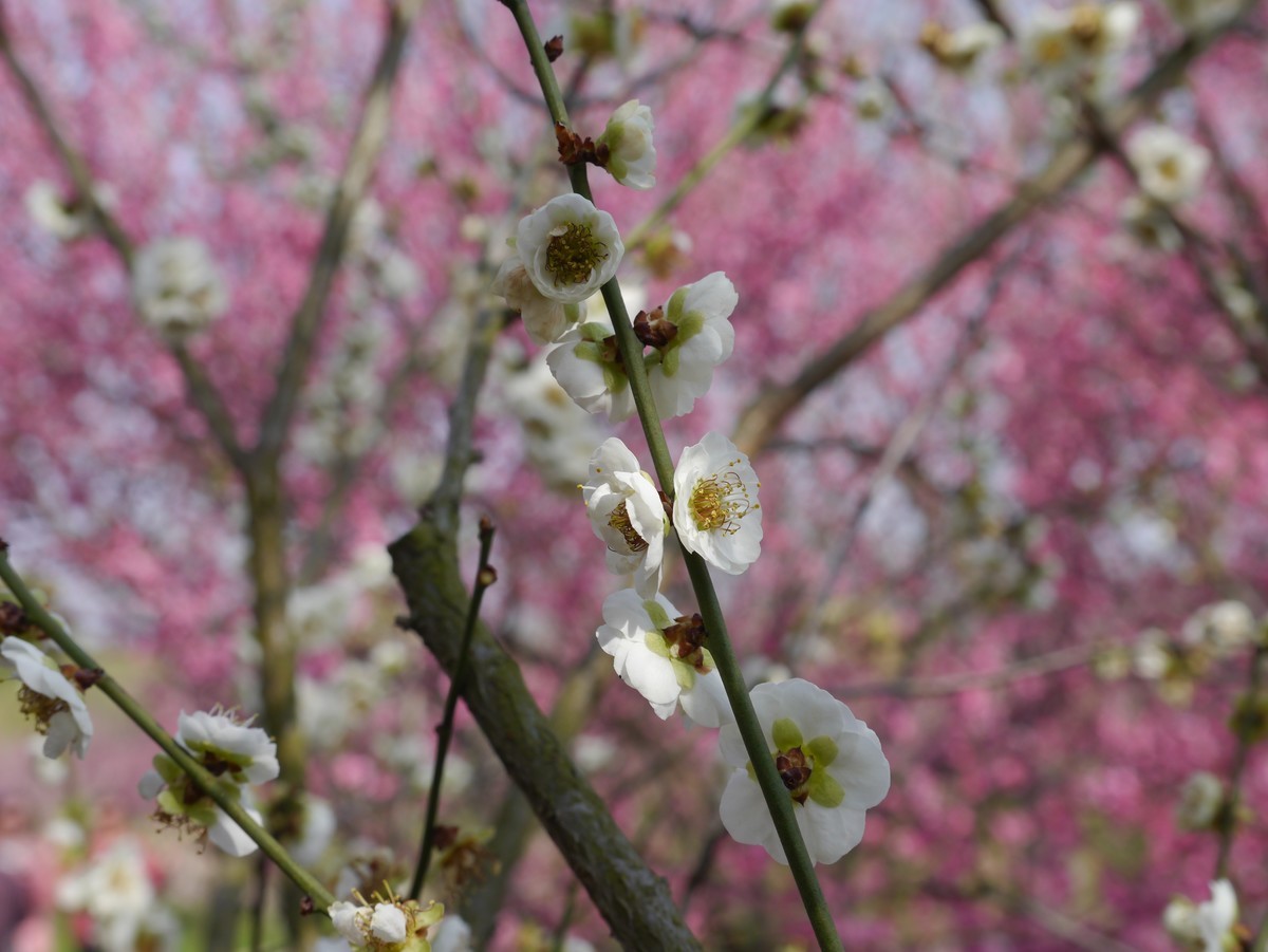 江南行之扬州篇--瘦西湖赏花（1）