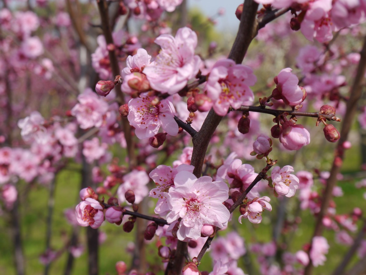 江南行之扬州篇--瘦西湖赏花（1）