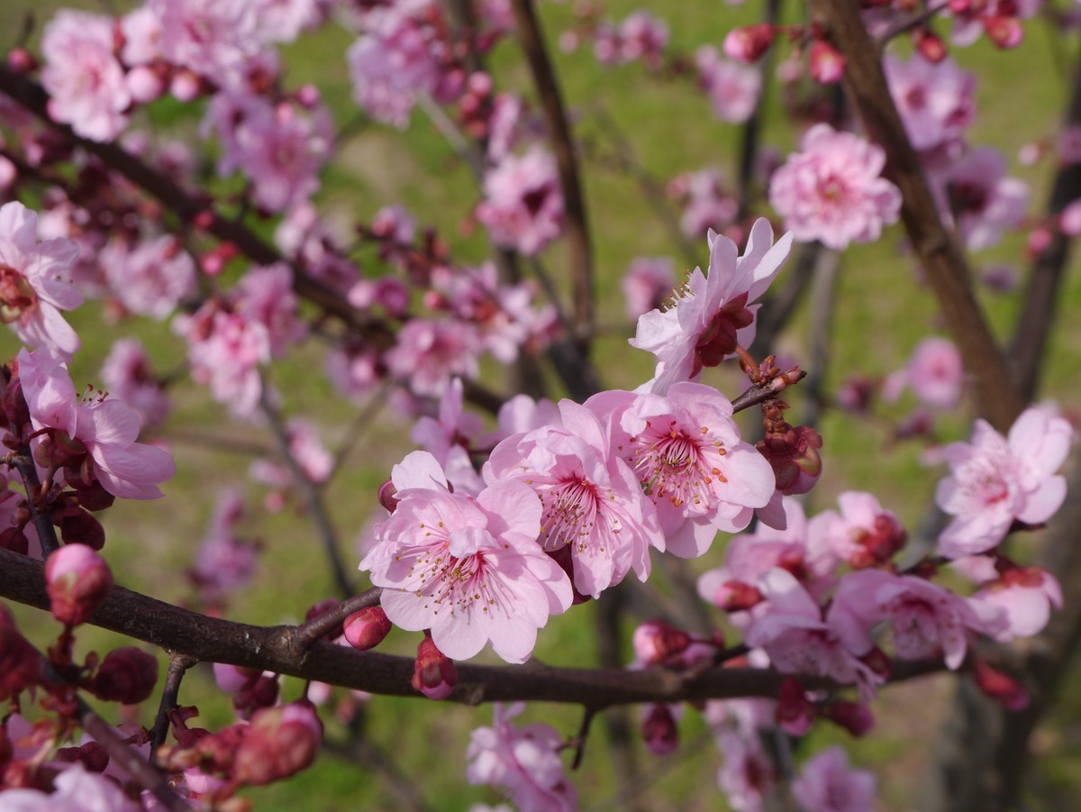 江南行之扬州篇--瘦西湖赏花（1）